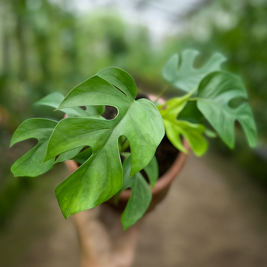 Monstera Mini Rhaphidophora Tetrasperma - AroidHouse