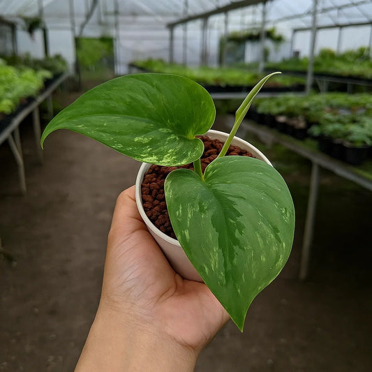 Scindapsus Silver Knight