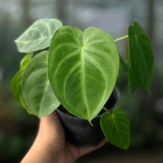 Syngonium Frosted Heart with velvety heart-shaped leaf and silvery veins in pot—rare indoor aroid