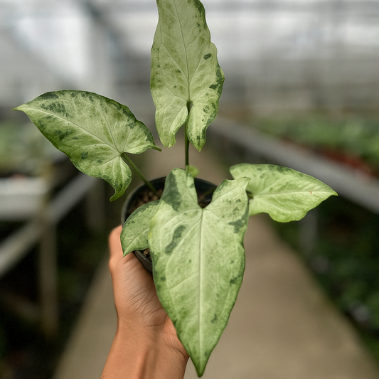Syngonium ‘Green Flecked’ variegated arrowhead vine with mint-green marbled leaves in nursery pot—easy indoor aroid houseplant