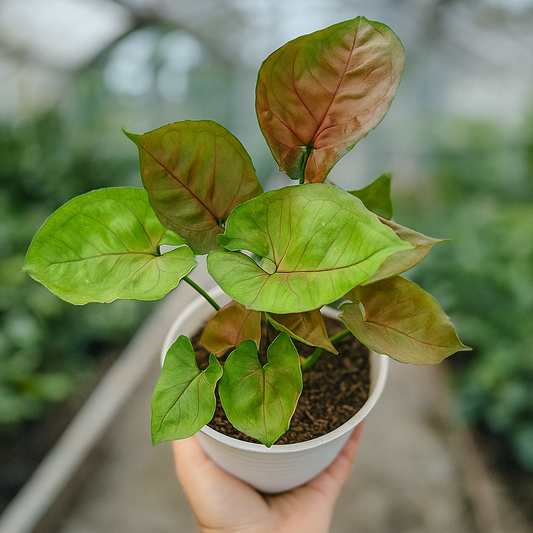 Syngonium Mango Allusion with green leaves flushed copper-pink, decorative indoor arrowhead plant