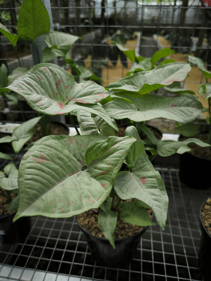 Syngonium Milk Confetti