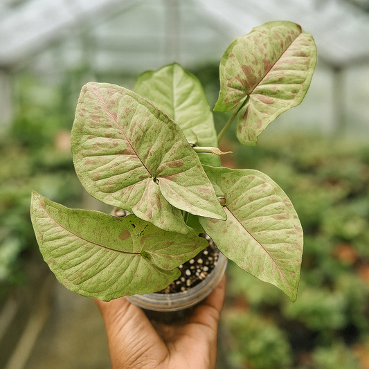 Syngonium Milk Confetti, creamy foliage splashed with pink freckles, variegated arrowhead vine