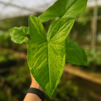 Syngonium Mojito close-up highlighting lime-splashed variegation on arrowhead leaf, tropical aroid