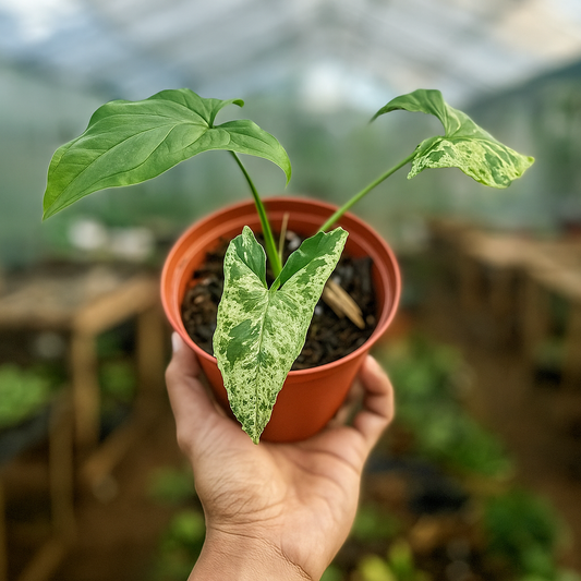 Syngonium Mojito juvenile plant with speckled green variegation in nursery pot, easy indoor houseplant