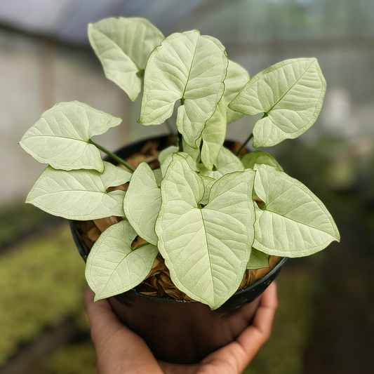 Syngonium Moonshine with silvery white matte leaves in nursery pot, compact arrowhead vine houseplant