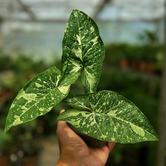 Syngonium Panda Galaxy variegated, speckled green and cream leaves in pot, collectible houseplant aroid