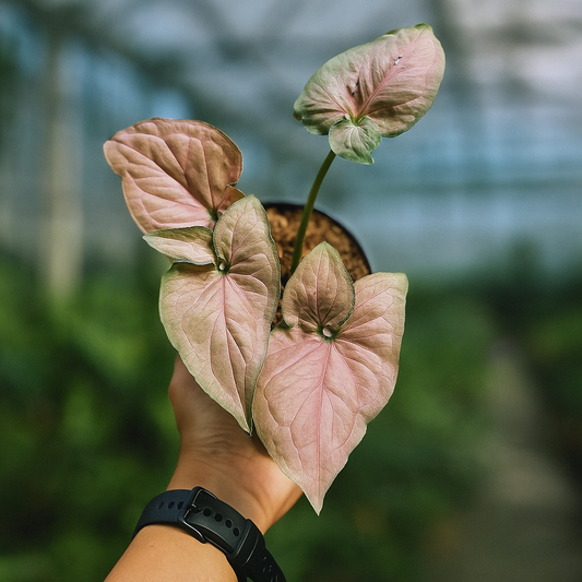 Syngonium Pink Perfection with blush pink arrowhead leaves in a pot, rare tropical aroid houseplant