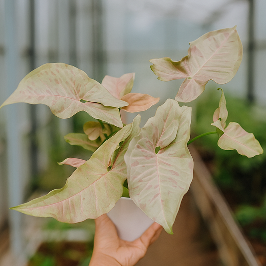 Syngonium Pink Spot. pale pink foliage with darker freckles, decorative variegated arrowhead vine in nursery pot.