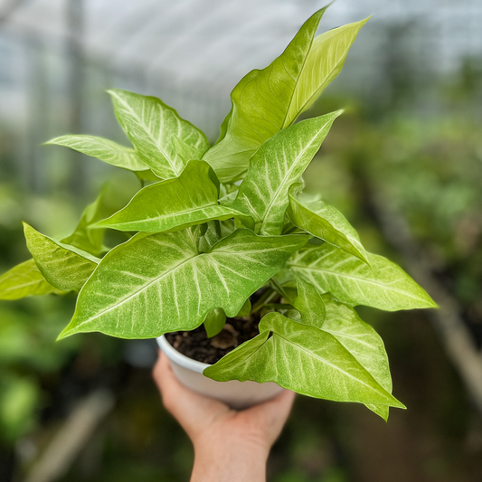 Syngonium White Butterfly arrowhead vine. Variegated green leaves with creamy white veins, easy indoor aroid houseplant in nursery pot.