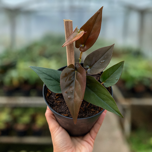 Syngonium erythrophyllum (Red Arrow) with dark bronze leaves on young plant in nursery pot—low-light tolerant climbing aroid