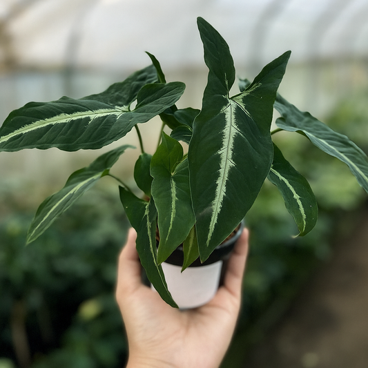 Syngonium wendlandii. dark velvety arrowhead with silver midrib, climbing aroid for bright indoor spaces, live potted plant.