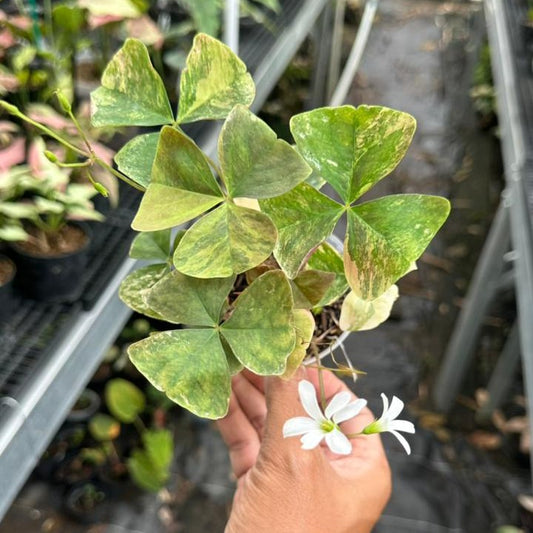 Green Oxalis Variegated
