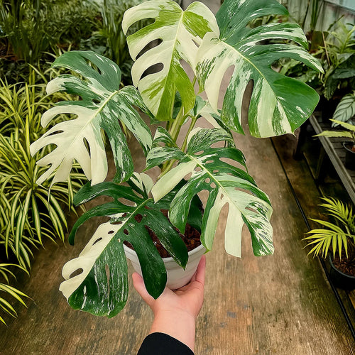 monstera albo for sale nearby Buy Monstera Albo White Tiger ~ White Houseplant – AroidHouse