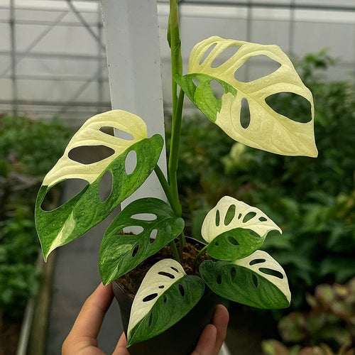 Scindapsus Accuminata Variegata