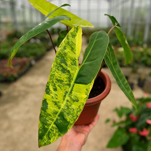 Philodendron Billietiae Variegata