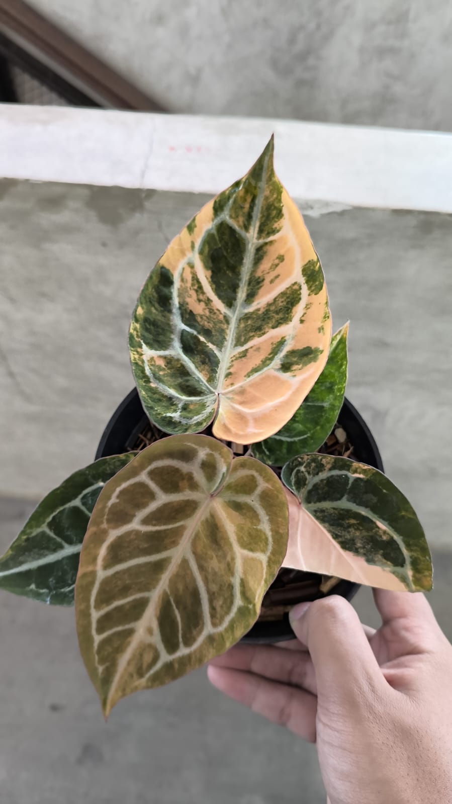 Anthurium Hellboy