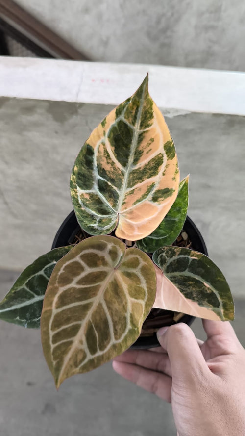 Anthurium Hellboy