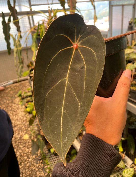 Anthurium Red Spider with dark velvety leaf and contrasting veins