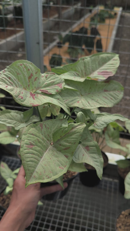 Syngonium Milk Confetti