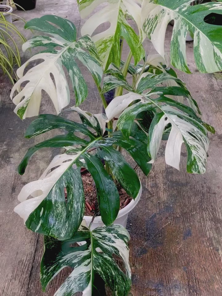 Buy Monstera Albo White Tiger ~ White Houseplant – AroidHouse