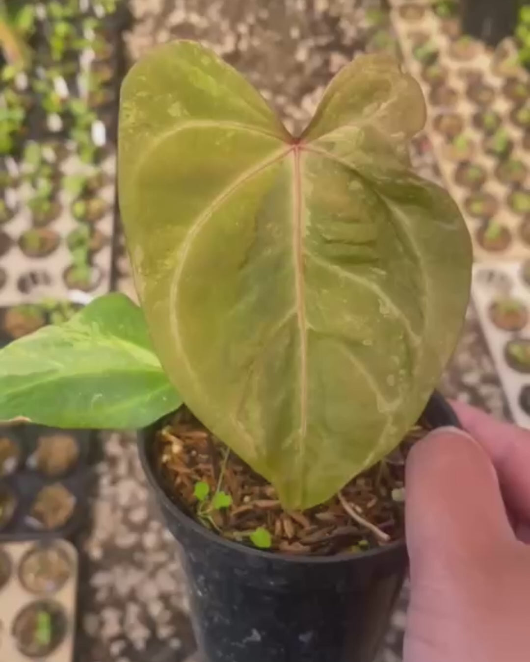 anthurium harleyi Anthurium Portillae X Forgetii Variegated – AroidHouse