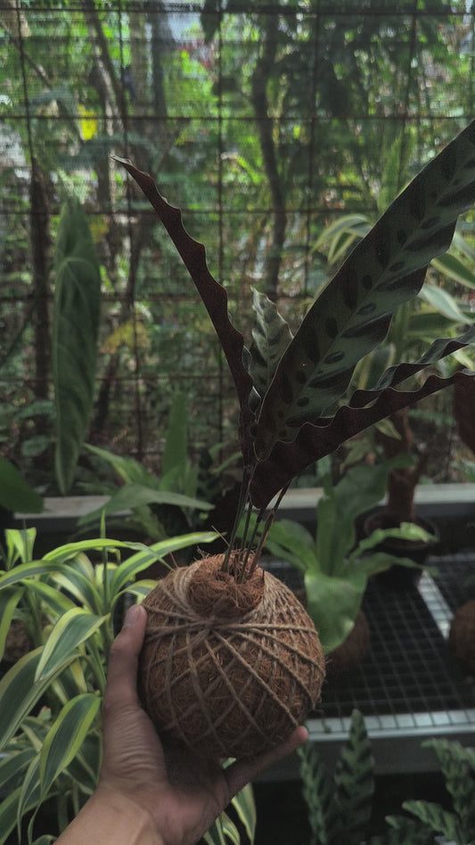 Calathea Lancifolia