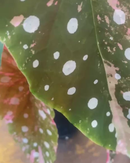 Begonia Maculata Variegated