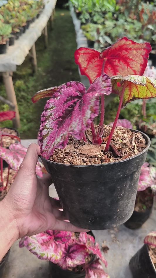 Begonia Rex r-01