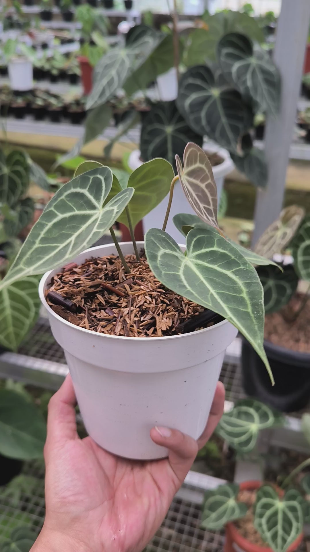 Buy Anthurium Crystallinum Mini ~ Compact Houseplant ~ Shop Now – AroidHouse
