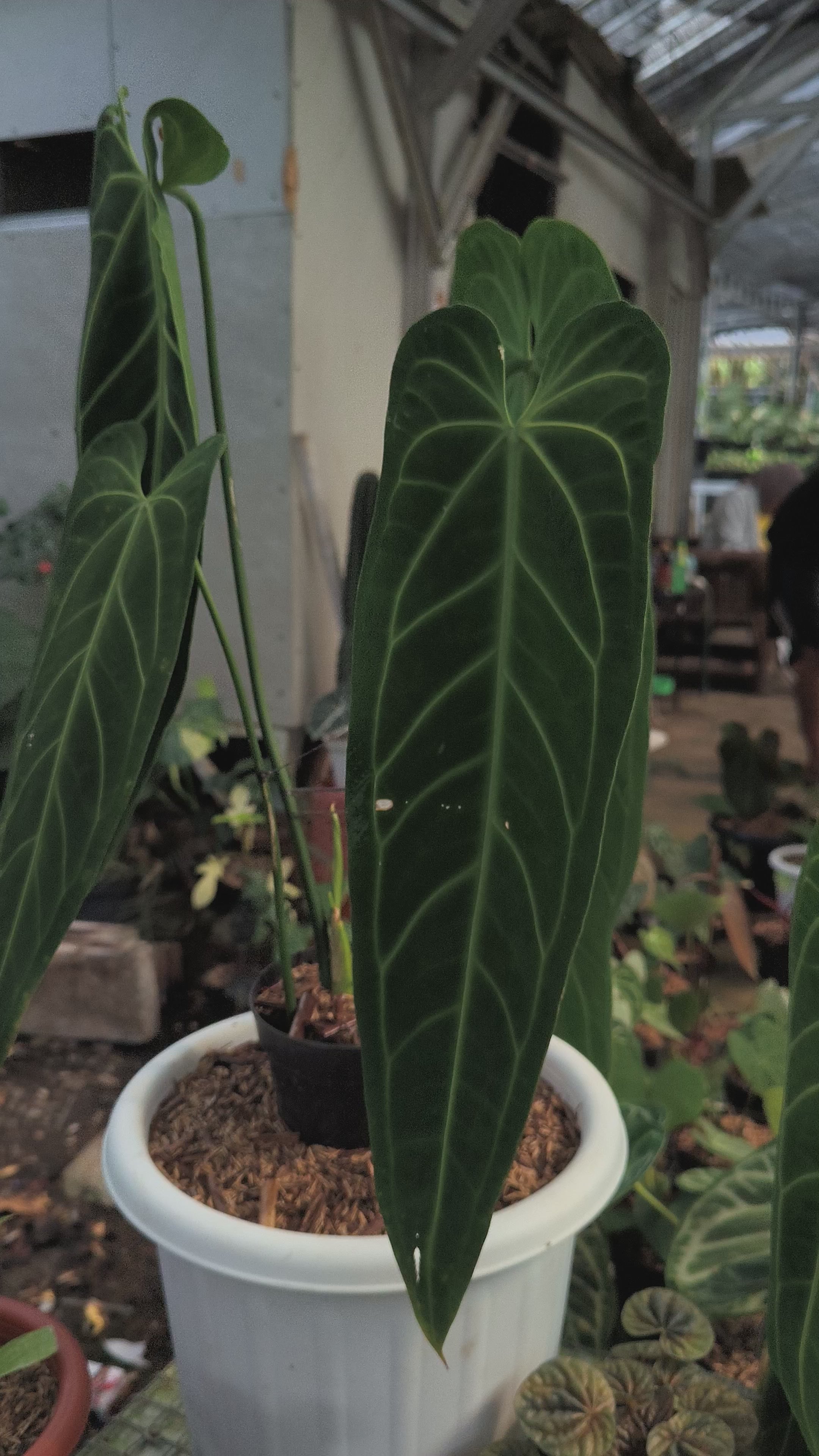 Buy Anthurium Warocqueanum Dark Form ~ Rare Houseplant – AroidHouse