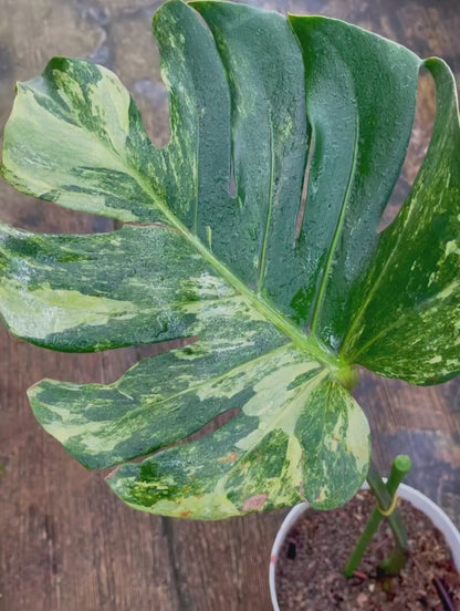Monstera Oceana Mint
