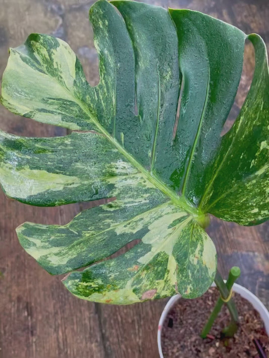Monstera Oceana Mint