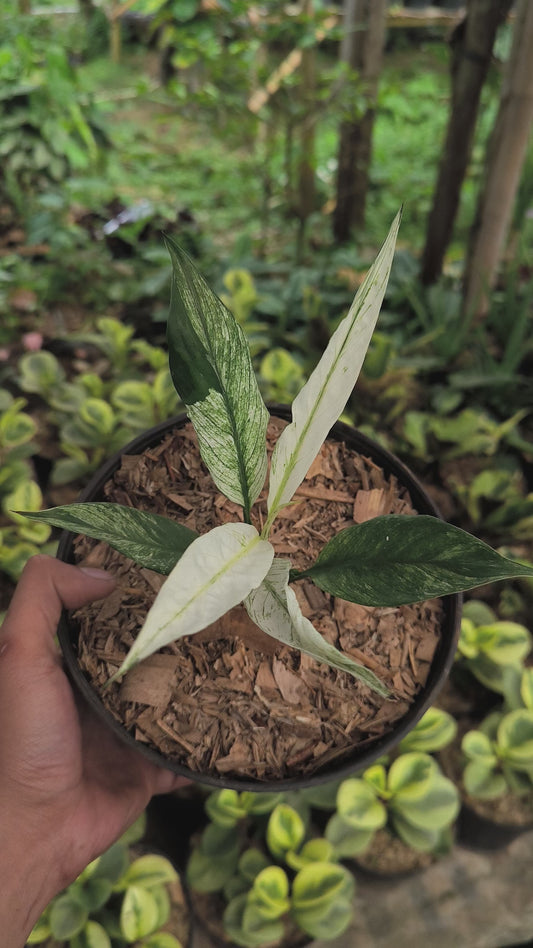 Anthurium Plowmanii Variegata