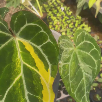 Anthurium Crystallinum Variegated