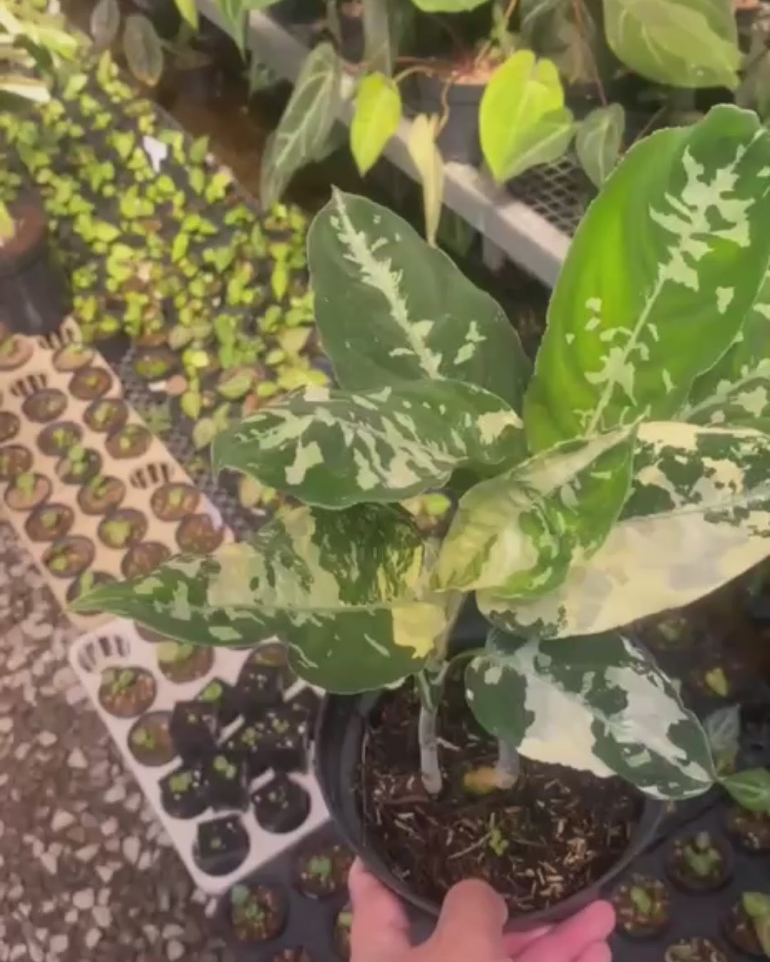 Products Rare & Variegated Houseplant – AroidHouse