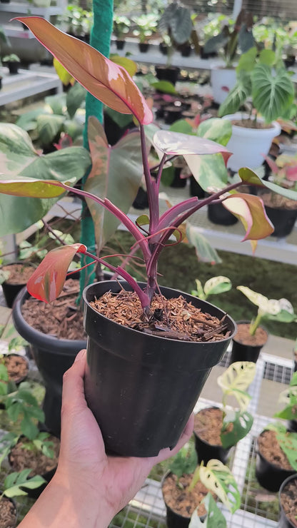 Philodendron Pink Princess