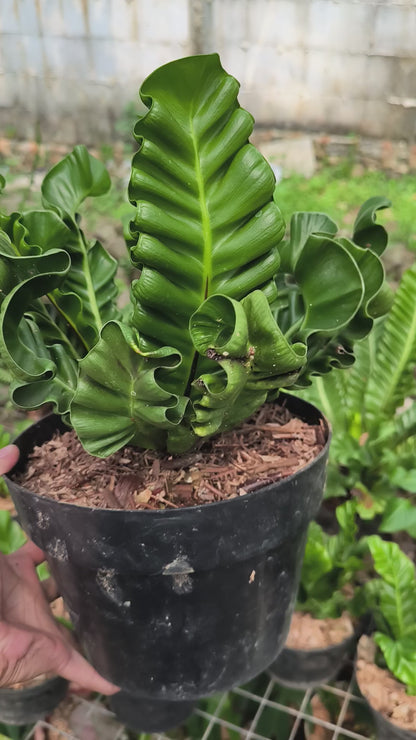Asplenium Nidus (Bird’s Nest Fern)