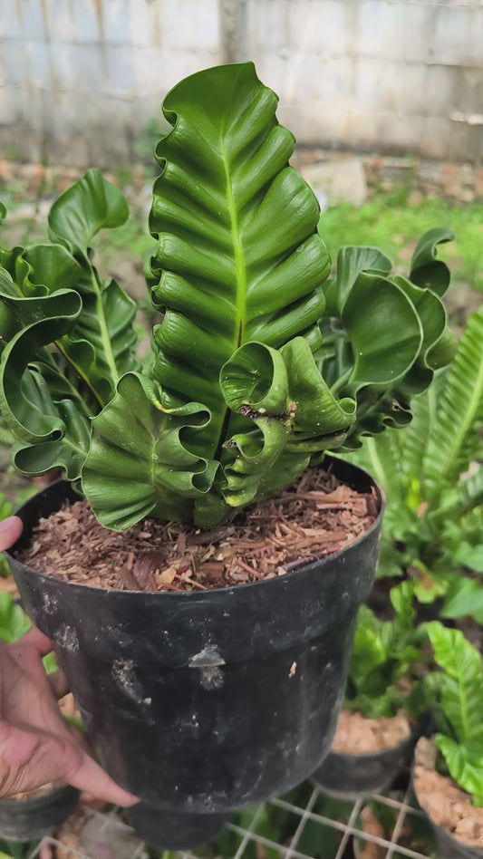 Asplenium Nidus (Bird’s Nest Fern)