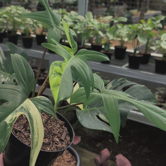 Philodendron Florida Beauty