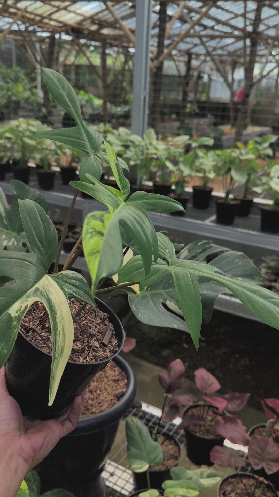 Philodendron Florida Beauty