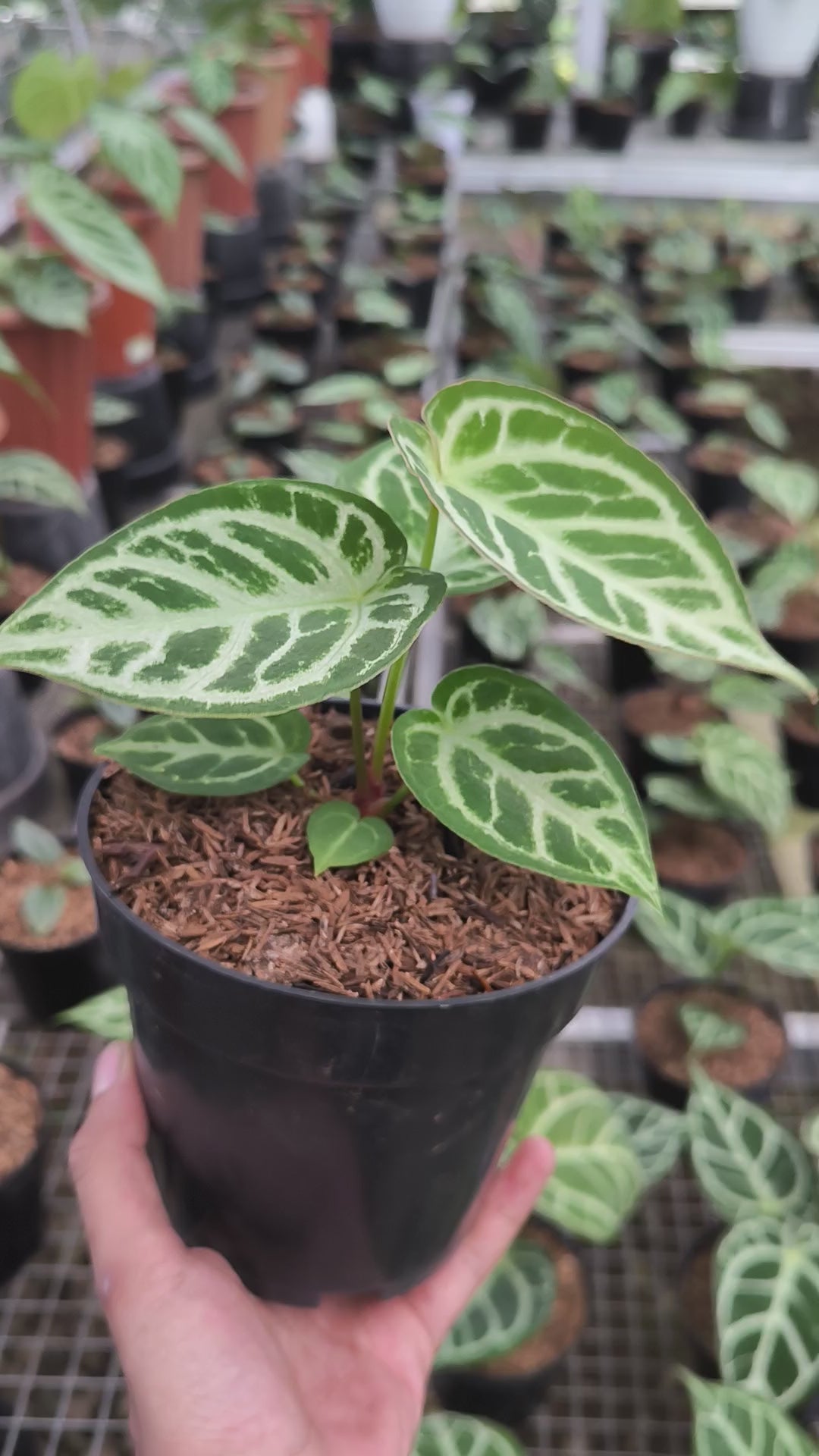 Buy Anthurium Silver Blush ~ Rare Houseplant – AroidHouse
