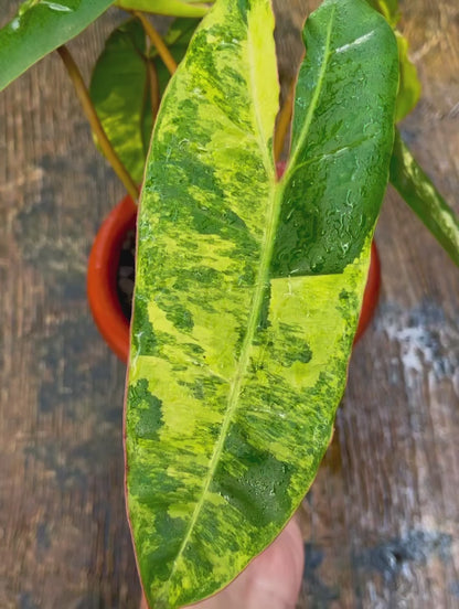 Philodendron Billietiae Variegata