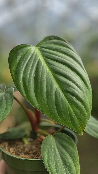 Philodendron McDowell