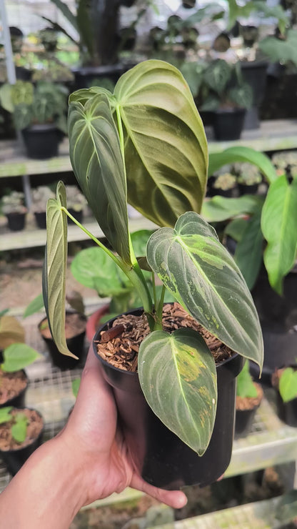 Philodendron Melanochrysum