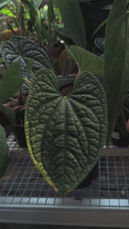 Anthurium Radicans x Luxurians