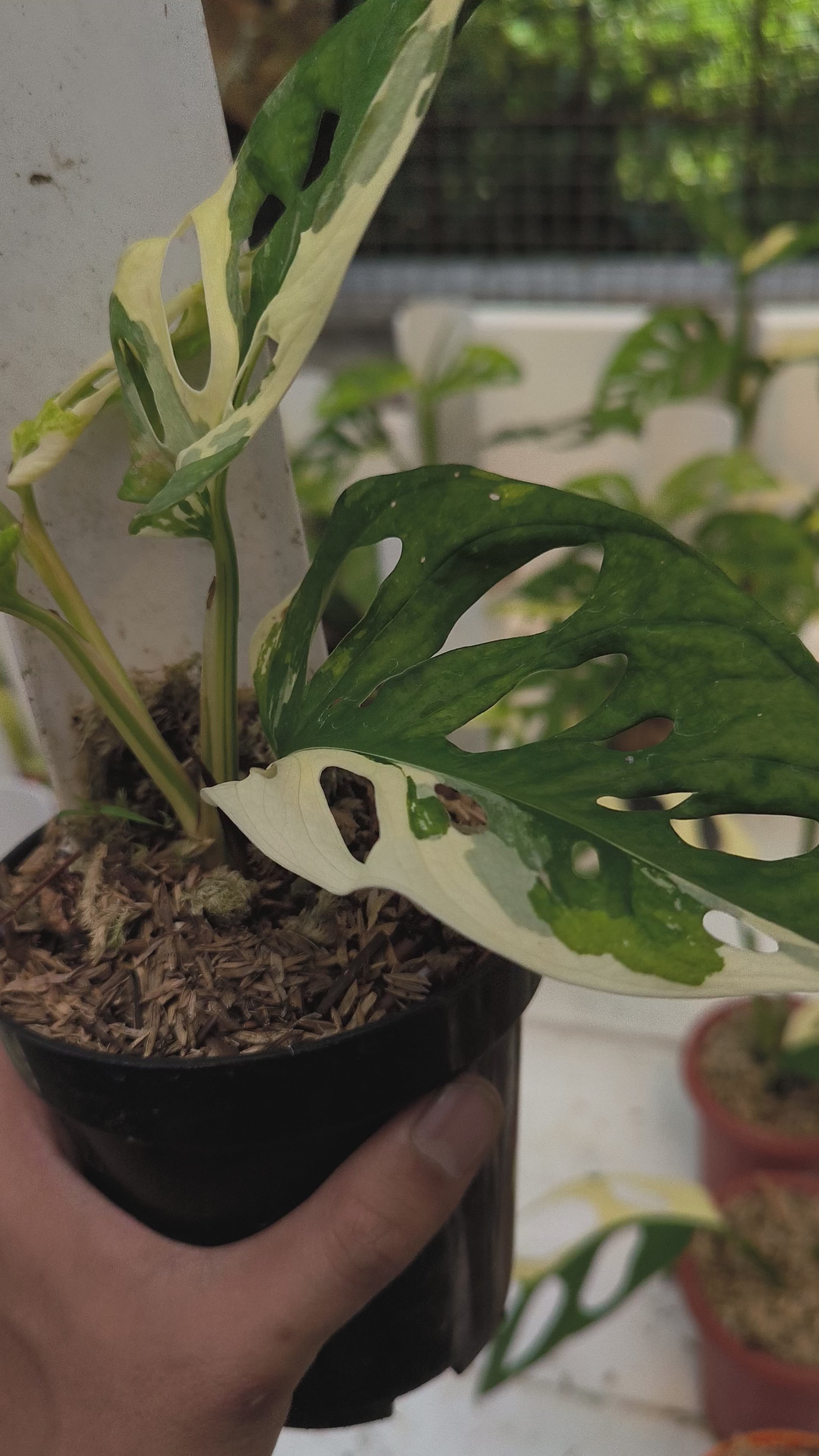 Buy Monstera Adansonii Albo Variegata ~ Variegated Houseplant  AroidHouse
