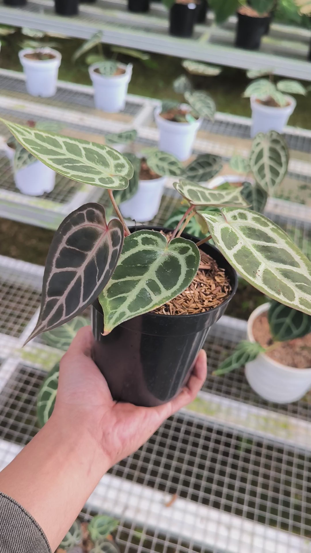 anthurium for sale toronto Buy Anthurium Silver Blush ~ Rare Houseplant – AroidHouse