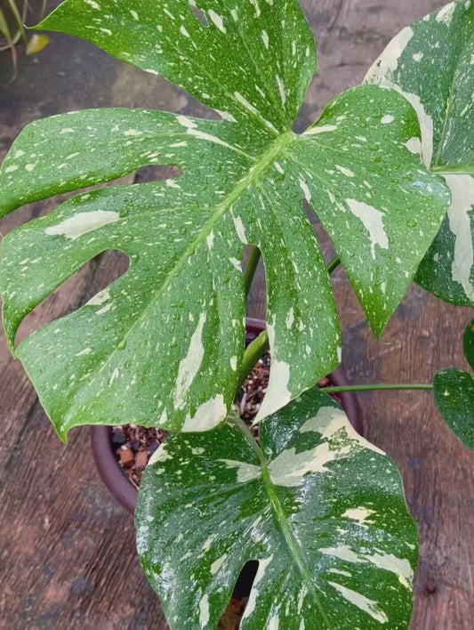 Monstera Thai Constellation