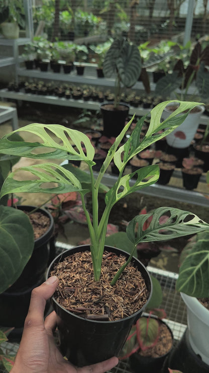 Monstera Adansonii Albo Variegata